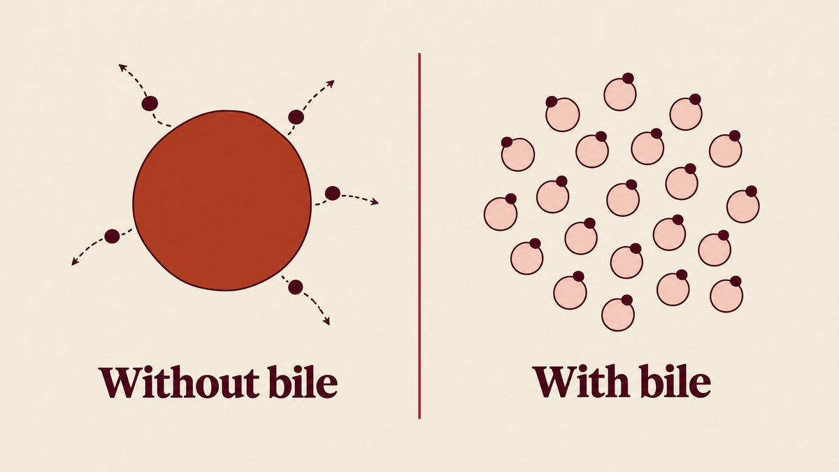Illustration: one large fat drop breaks into tiny droplets that enzymes can reach